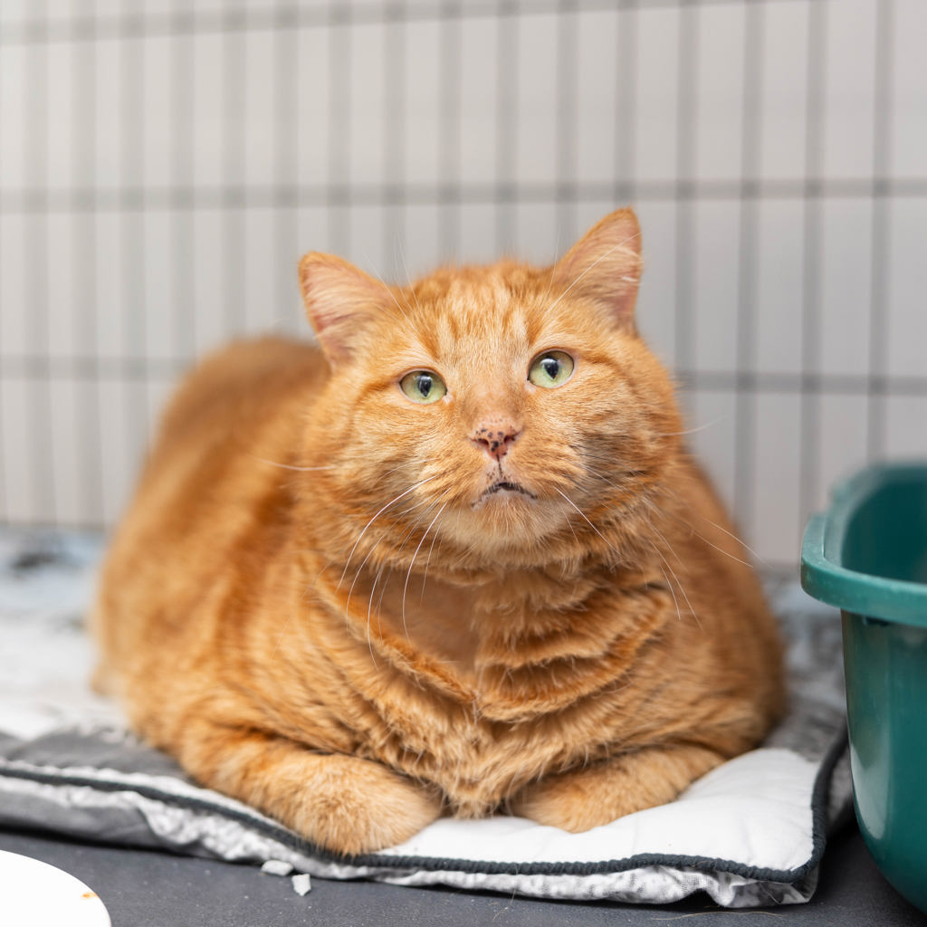 Hi, I'm Albert and I'm here to charm your socks off and steal your heart. 👋🏠 You can meet me this Sunday at the AWLQ Gold Coast Animal Rehoming Centre Open Day! For more on Albert please visit - bit.ly/AWLQAlbert1275…