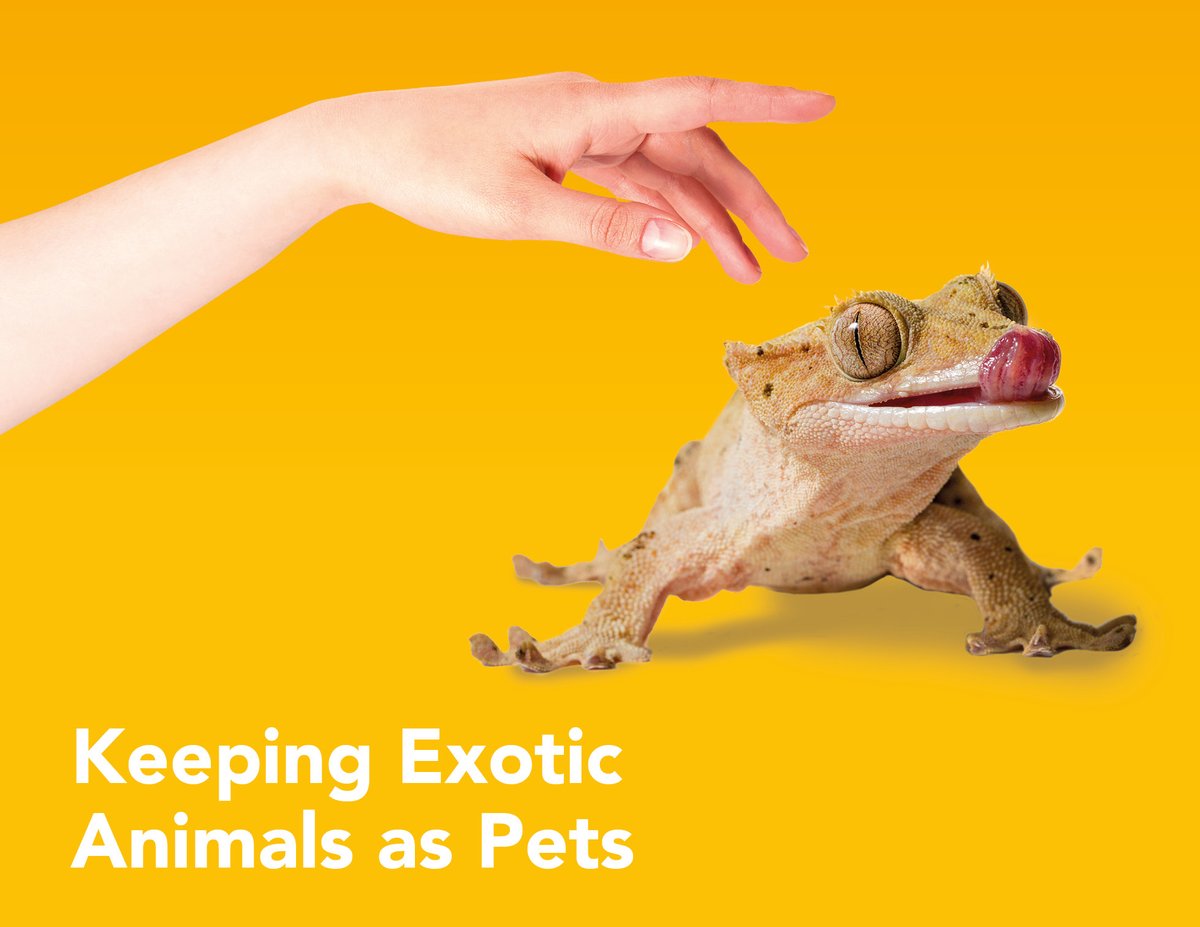 📣NEW BLOG POST ALERT📣 It’s Pet Month! Ranger Ellie is giving us some top tips on keeping exotic animals as pets. Check it out and let us know what your fave fact was! zoolabuk.com/post/keeping-e… #ukedchat #edteach #scottishteacher