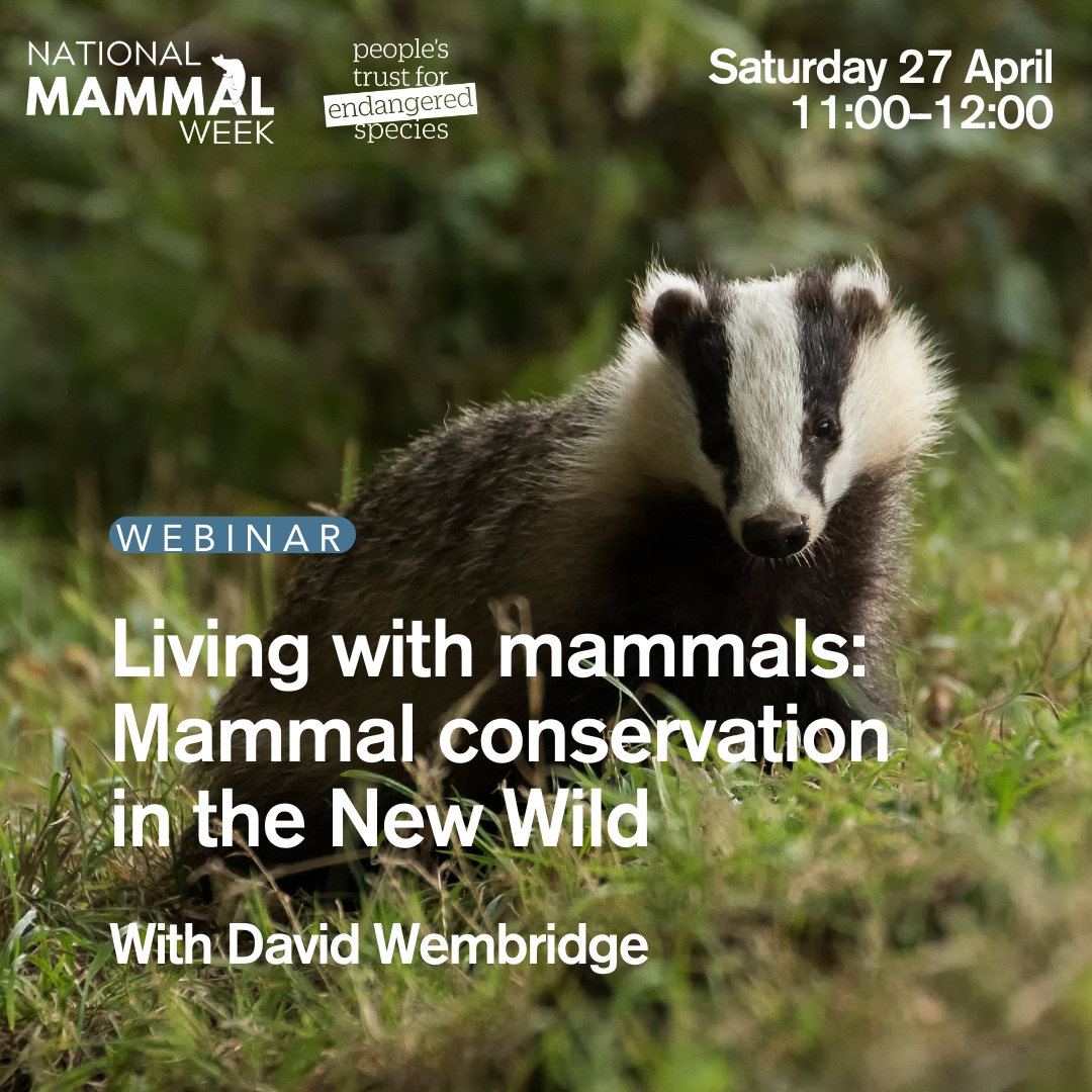 Join PTES' David Wembridge tomorrow for a webinar with @mammal_society celebrating Britain’s mammals. Learn about urban biodiversity and the importance of conservation in our towns and cities for #NationalMammalWeek! 📅Tomorrow, 11am Get your tickets 👉 us06web.zoom.us/webinar/regist…