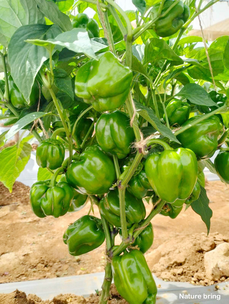 Although Bell peppers are available throughout the year, they are tastier in the summer and early fall months. Below are some tips given that implementing ....read...naturebring.com/grow-bell-pepp…
#BellPepper #Sweetpepper #naturebring #growing #care