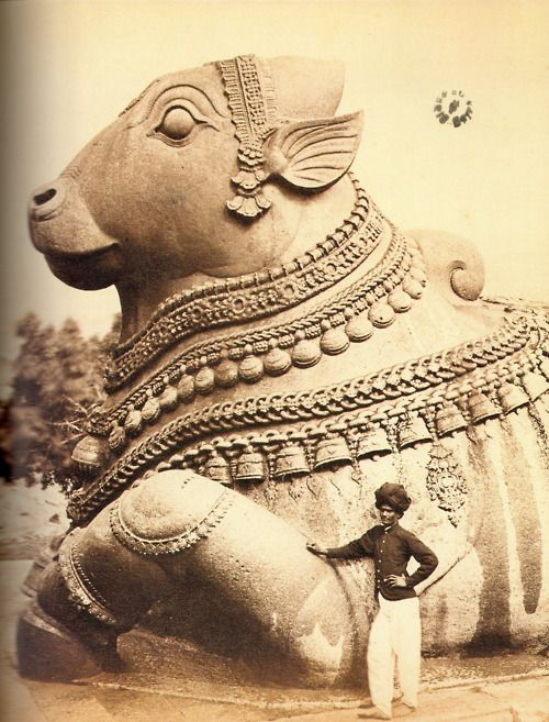 Vintage photograph of the Colossal Monolithic Nandi, Chamundi hills, Mysore, Karnataka!