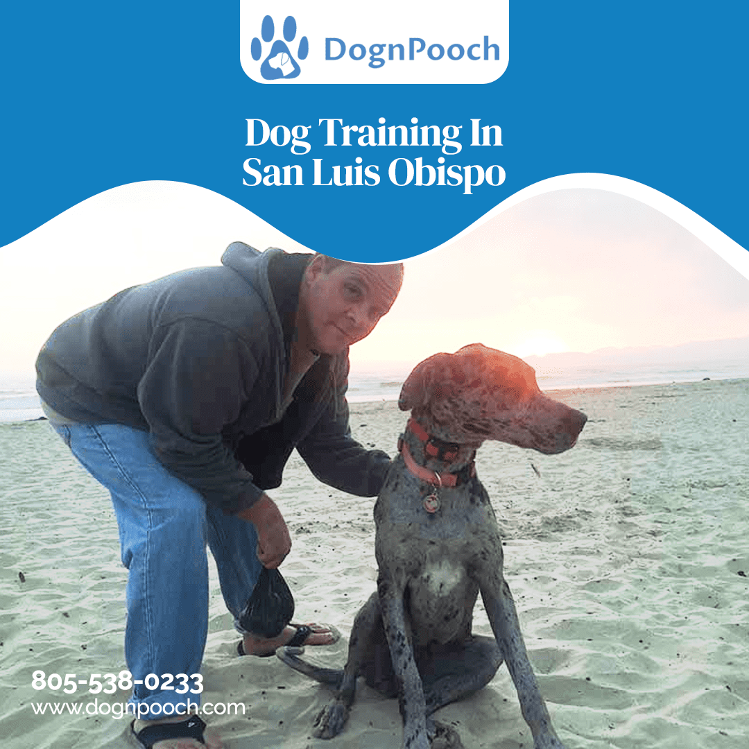Elevate your dog's obedience skills with our effective training methods in San Luis Obispo. Join us for transformative sessions!

bit.ly/41JIGCa

#DogTrainingSanLuisObispo #SanLuisObispoDogs #DogObedience #PetTraining
#DogBehavior