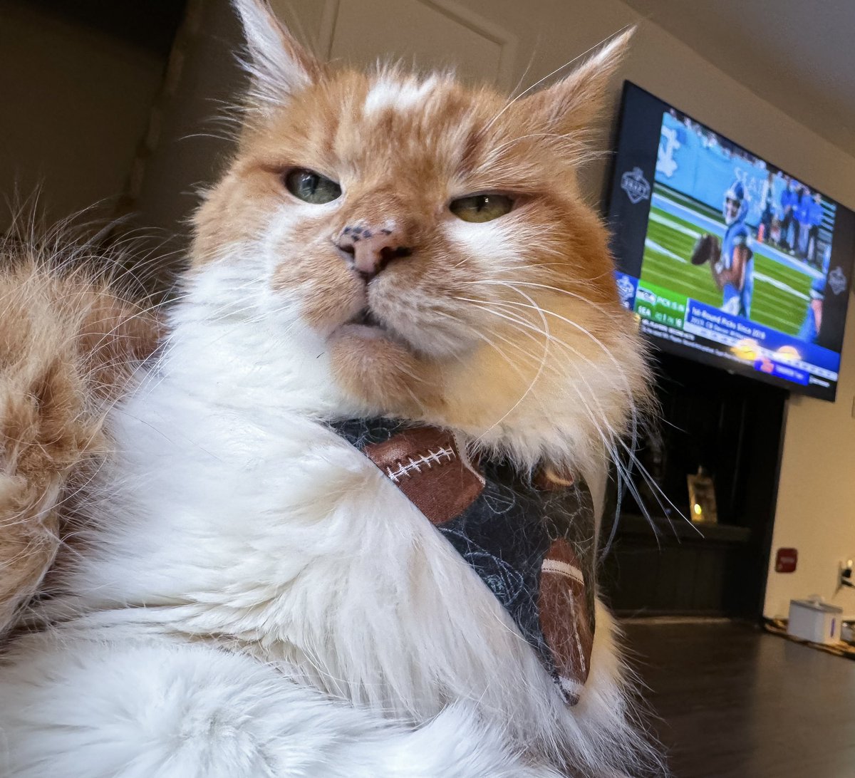 You mean we got 6 more rounds of this? 🏈🐾 #CatsOfTwitter #Raiders #NFLDraft #friyay