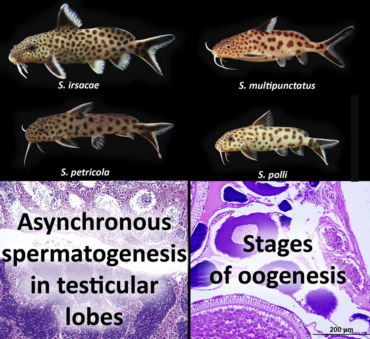 NEW in #JVertBiol: Oogenesis, spermatogenesis and spermiation structures in Lake Tanganyika Synodontis species (Mochokidae, Telostei: Siluriformes) doi.org/10.25225/jvb.2… | @CzechAcademy | @Fish_EcoEvo |
@BotZool_MUNI | #ichthyology