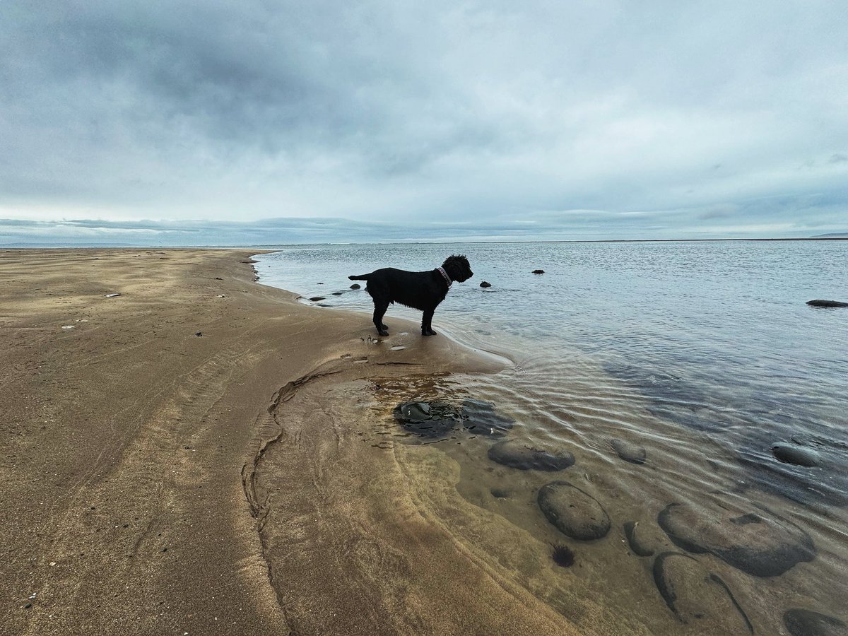 Enjoying the view..

#GinDogNotaGunDog #northdevon #factoftheday #picoftheday #northdevoncoast #north_devon #visitdevon #lovedevon #springindevon #devongin #northdevonlife #northdevonliving 
#distilledinbideford #atlanticspiritgin #spiritofnorthdevon