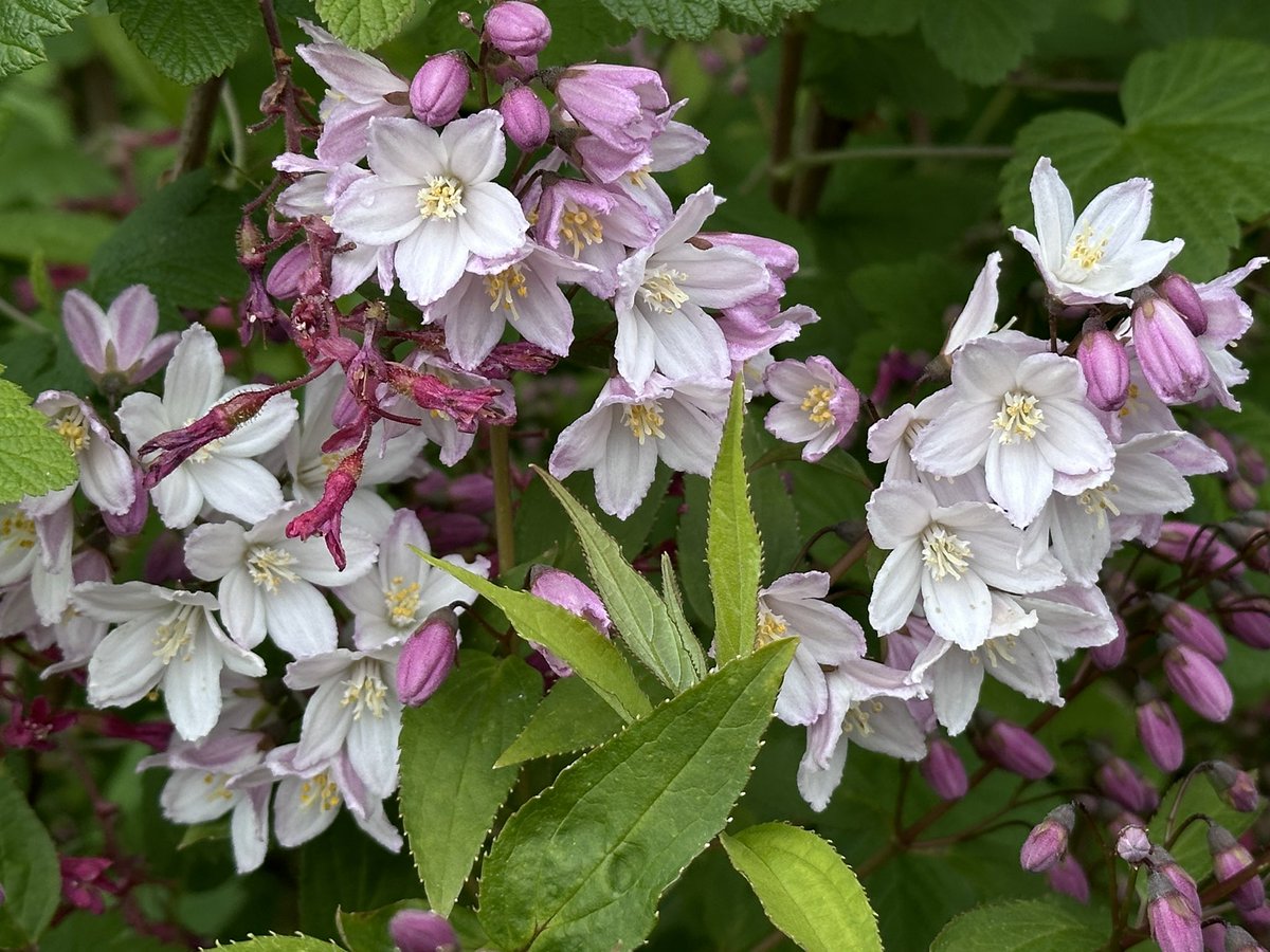 Good morning all. Went for lunch yesterday near Bodiam Castle so went for a short walk afterwards. Still so very cold. Nothing special today so will do a food shop. If it stays dry I will get out in the garden where as you can see so much us happening. Have a good Friday x