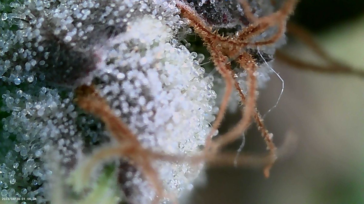 trich shots / garlic cookies 
#CannabisLegal #CannabisCommunity #Homegrown #indoorgarden #grower