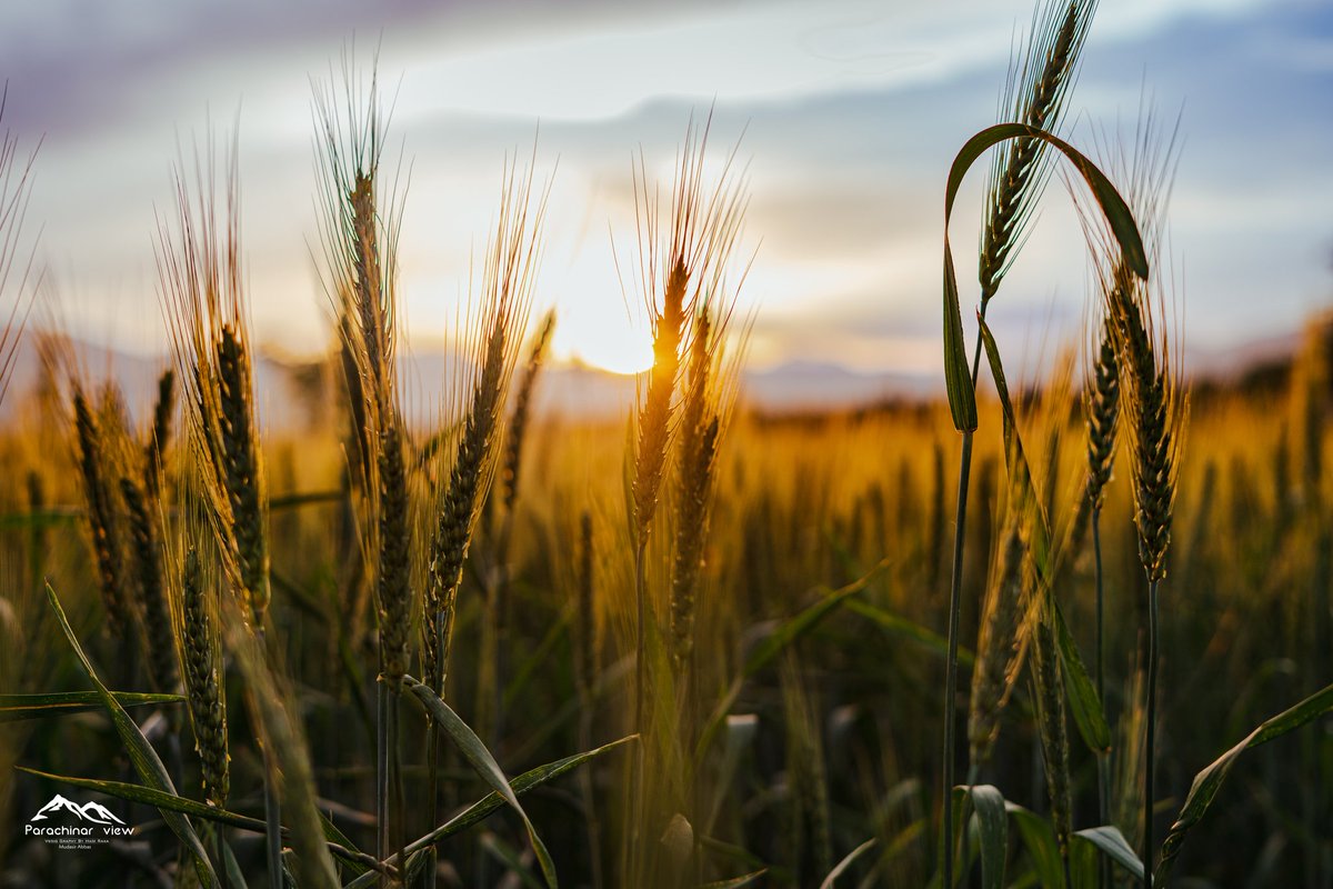 'Golden Hour Glow: Wheat Field at Sunrise'

#WheatField #MorningLight #GoldenHour #NaturePhotography #FarmLife #Countryside #Agriculture #HarvestSeason #SunriseCapture #RuralScenes #parachinarview