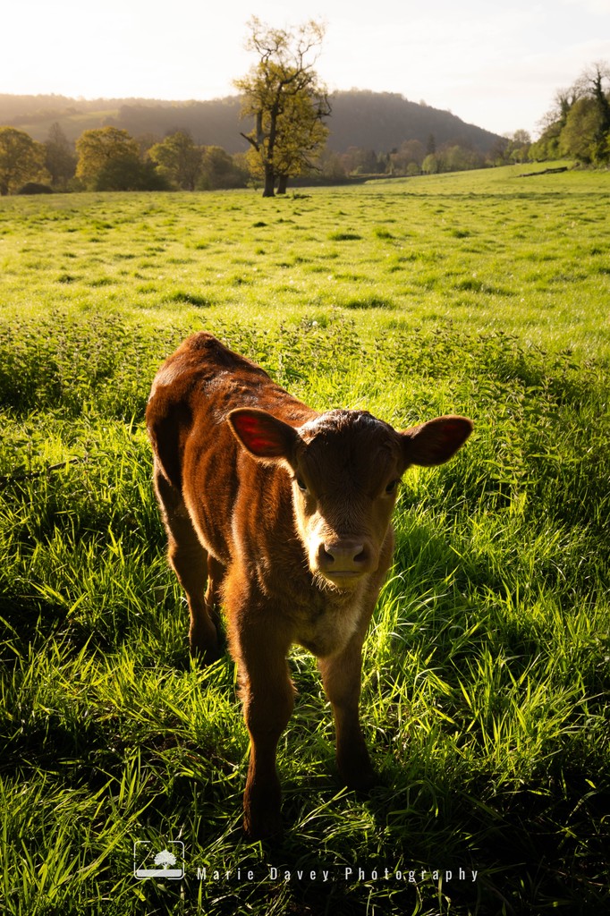 Quite frankly, I'm just posting this because it's too cute not to! 

Such a gorgeous little thing, and a really lovely end to a morning out with my camera... so happy Friday, and I hope this little one helps to put a smile on your face 🙂

#littlecutie #norburypark #surrey