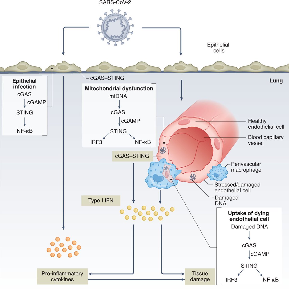 6) DNA and RNA sensing pathways involving cGAS, STING, RIG-I and MDA-5 were uncovered to induce type I interferons. This revealed DNA as an innate immune trigger.