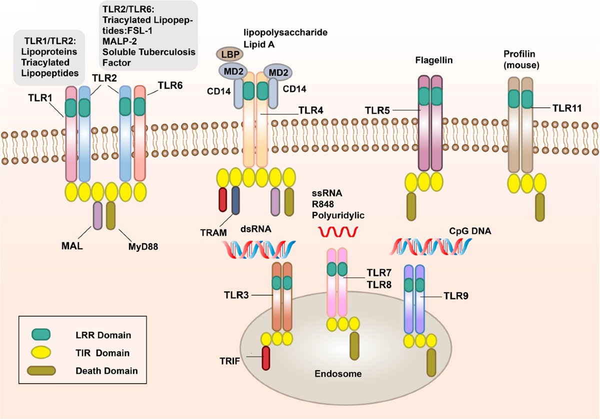 3) Major discoveries include pathogen recognition receptors (PRRs) like Toll-like receptors (TLRs) and Nod-like receptors (NLRs), which detect pathogens and damage. This links innate and adaptive immunity.