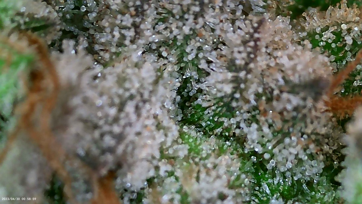 trich shots / Mixed Nuts
#CannabisLegal #CannabisCommunity #Homegrown #indoorgarden #grower