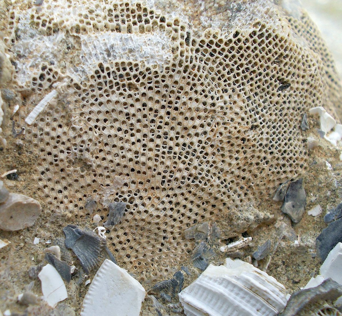 #FossilFriday Field photograph taken in 2017 of a fine Pleistocene colony of the bryozoan Steginoporella magnifica. Nukumaru Limestone, New Zealand.