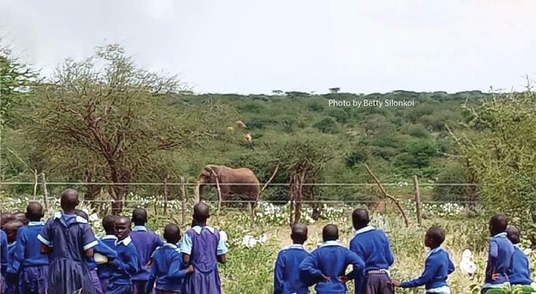 WWF_Kenya tweet picture