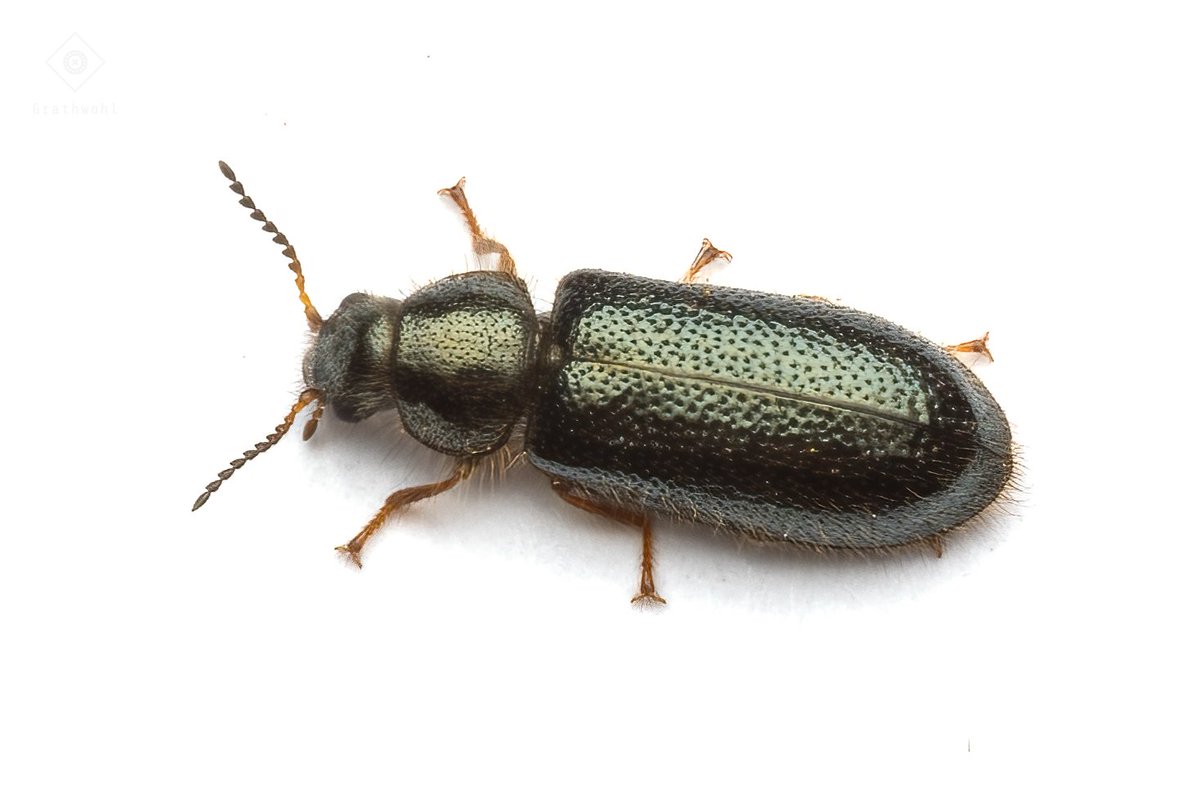 Aplocnemus nigricornis
Coleoptera: Rhipiphoridae