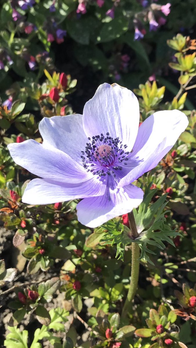 Morning 🌿…. The weekend is almost here…👨‍🌾🪴☕️🍪🏉🍔🍺🍷🎸🎶….. Have a good one…. HAPPY DAYS!!! 🙂 #GardeningX #FlowersOnFriday #Gardening #MyGarden #FoodForTheSoul #FridayVibes #PositiveVibesOnly