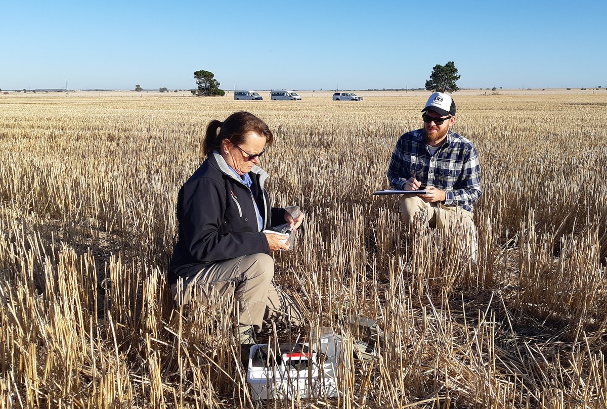 🐭🐭 Moderate to high #mouse activity in parts of the north Adelaide Plains, VIC Mallee and Wimmera, and pockets of high activity on the Darling Downs in QLD and in the Central Eastern Wheatbelt of WA. @CSIRO @MouseAlert 

Read top tips for #management ▶️ bit.ly/4ddTUWu