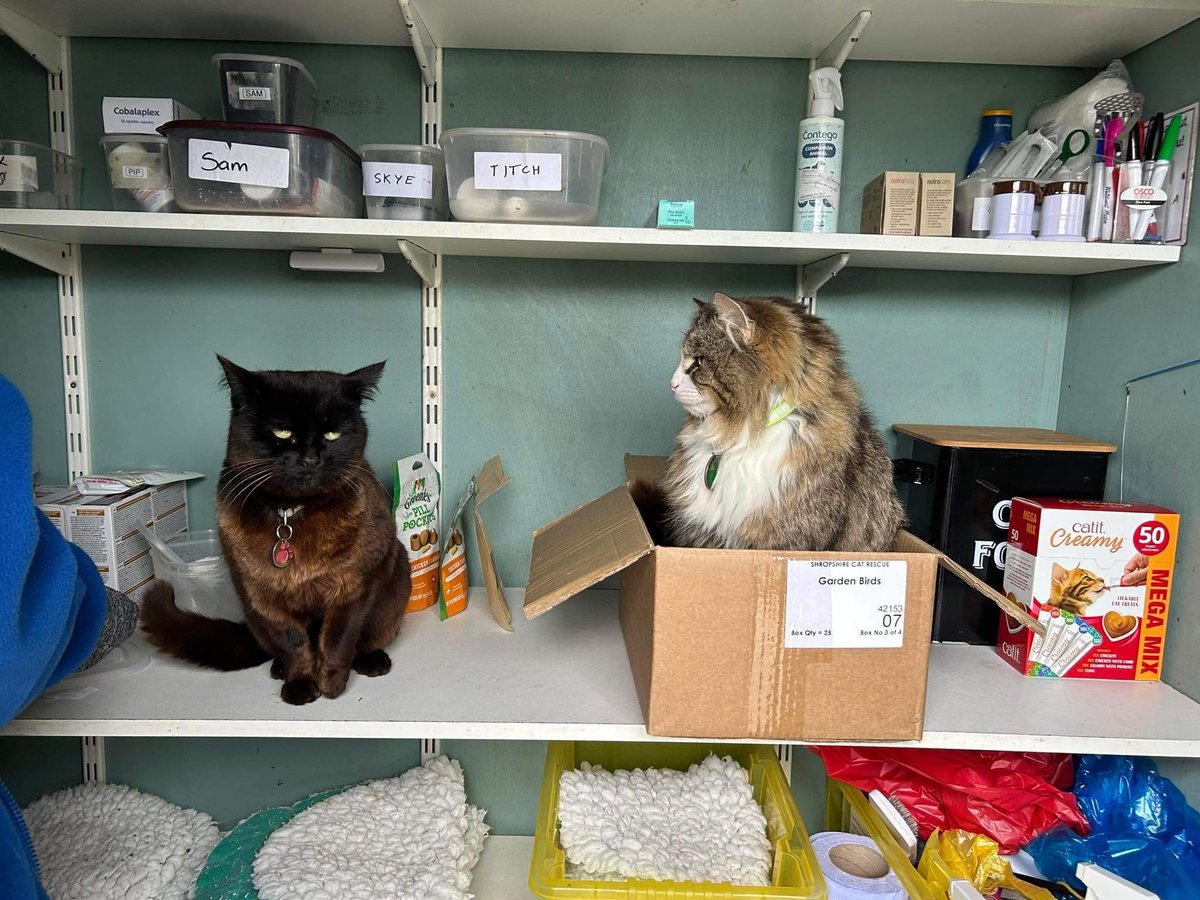 #FridayFeeling ~ Pip is the cat in the box & he appears to be telling Cat it's his & no way is she having a sit in it. #inthecompanyofcats #catlovers #superseniorcats #cats #catvibes #catrescue #purrfect