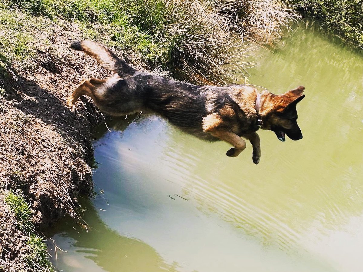 Let’s fly into Friday with PD Merlin @PD_MagicMerlin @MastersDogFoods @mercuryvets @DC_PoliceDogs