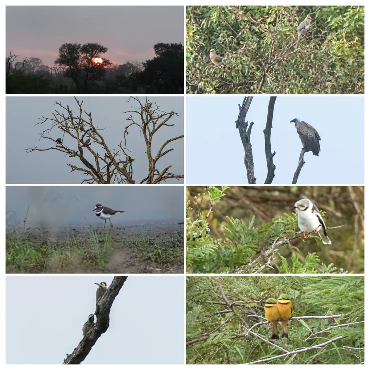 Sunrise safari 26 April 2024. First 1.5hrs, beautiful birding morning 🐦Thanks #WildEarth