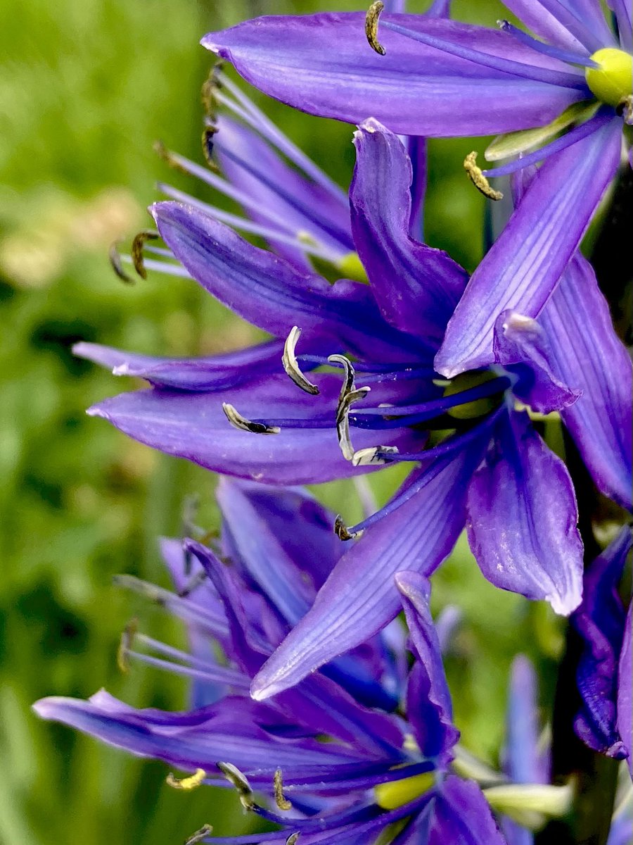 Good morning this #FlowerFriday #flower #flowerpictures #fkowerphotograghy #FridayVibes