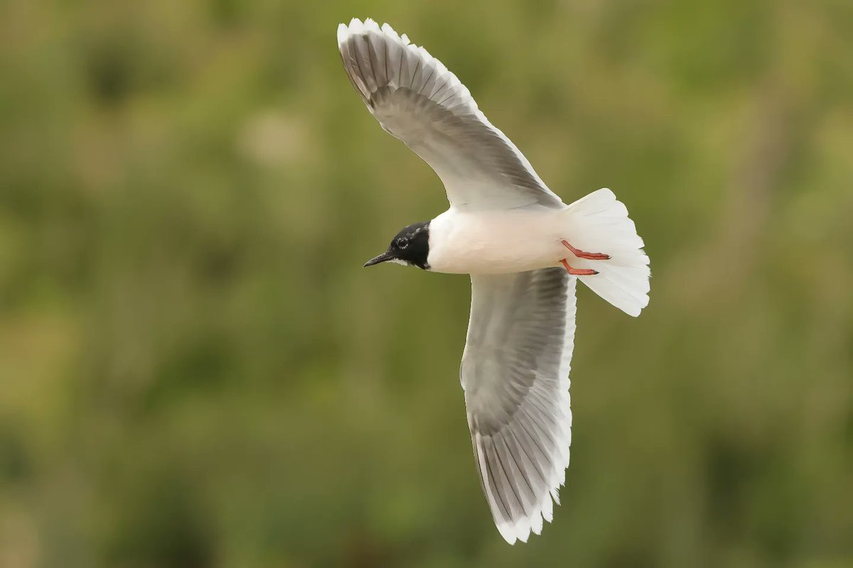 Adult Little Gull In Flight (Part 2) @WWTLlanelli