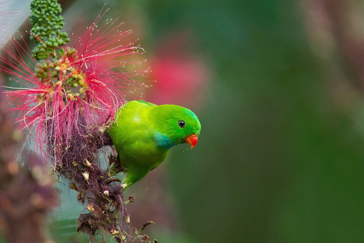 #FromTheArchives Meet the 11 native #parakeet species found in #India. Learn about their colours, calls and much more! 📷 Mahesh Reddy - Vernal Hanging-parrot Read here: bit.ly/3JxUfFV