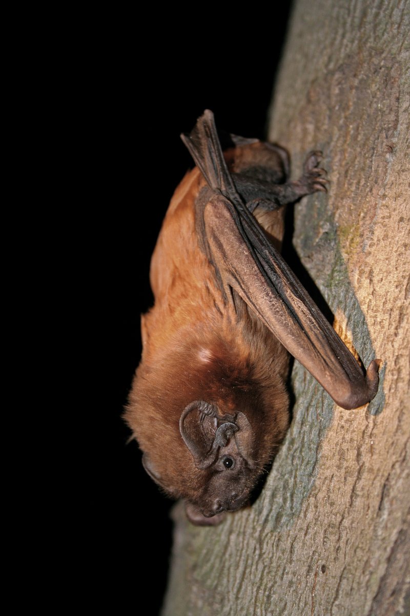 NEW in #JVertBiol: Maternity roosts of the giant noctule, Nyctalus lasiopterus, in preserved and disturbed forests of the Western Carpathians doi.org/10.25225/jvb.2…
@BioOneNews|@CzechAcademy|#mammalogy