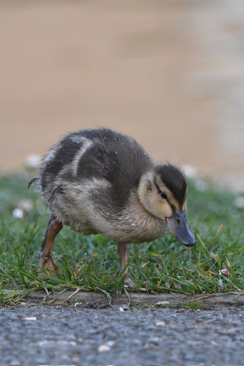 Mallard duckling Bude Cornwall 〓〓 #wildlife #nature #lovebude #bude #Cornwall #Kernow #wildlifephotography #birdwatching #BirdsOfTwitter #TwitterNatureCommunity #Mallard #Duckling