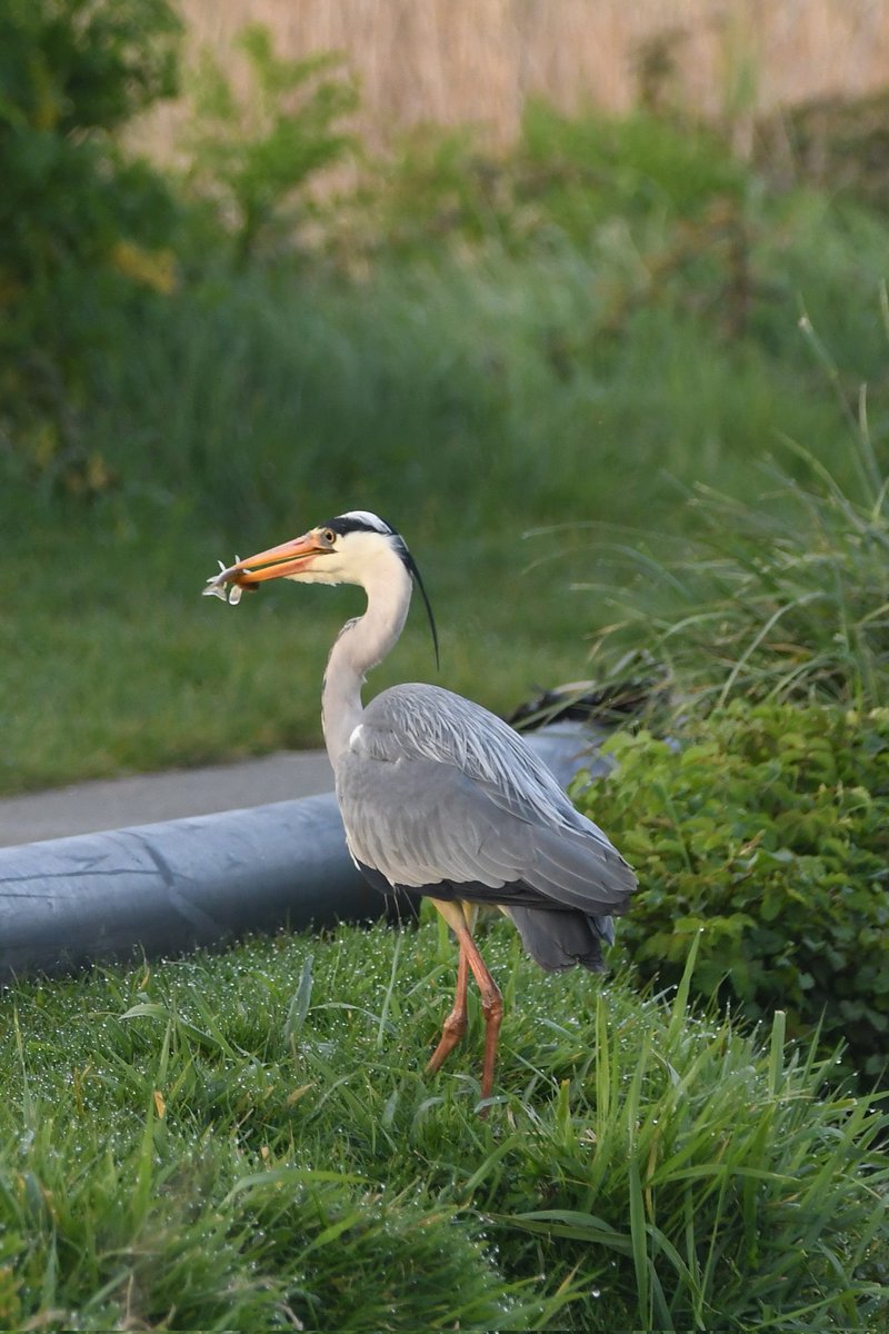 Grey Heron Bude Cornwall 〓〓 #wildlife #nature #lovebude #bude #Cornwall #Kernow #wildlifephotography #birdwatching #BirdsOfTwitter #TwitterNatureCommunity #GreyHeron