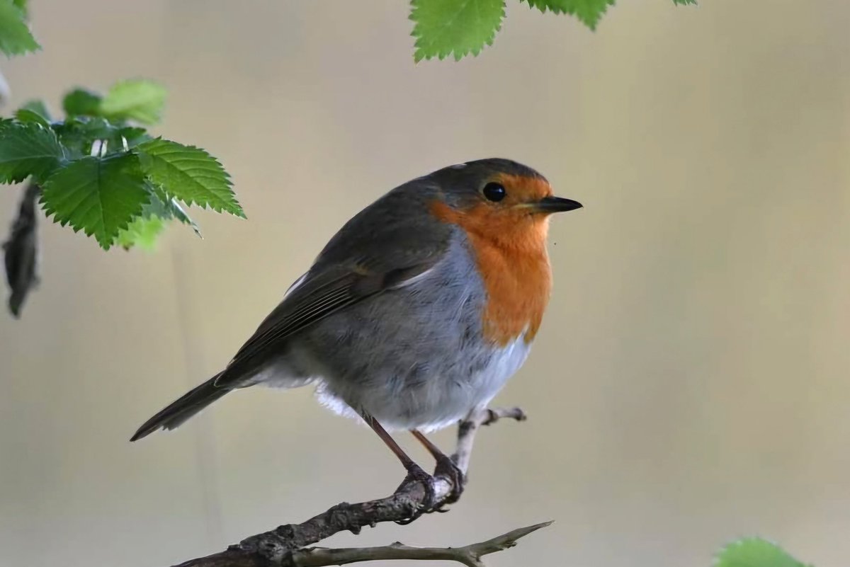 Robin 
Bude Cornwall 〓〓 
#wildlife #nature #lovebude 
#bude #Cornwall #Kernow #wildlifephotography #birdwatching
#BirdsOfTwitter
#TwitterNatureCommunity
#Robin