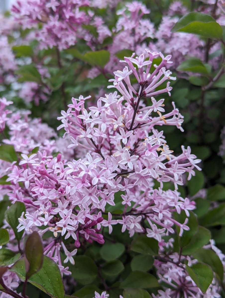 One for the senses... Syringa 'Palibin' Lilac 🌿🌸🌿🌸 ✌️😌 #FlowersOnFriday #gardening
