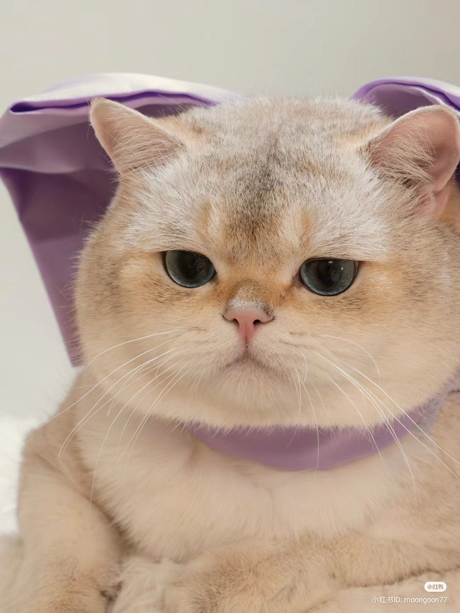 No Context Cats tweet media