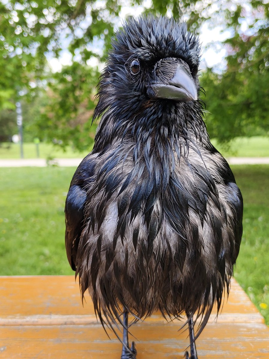 Good morning, #crow Piu von Schönbrunn, still wet after his morning bath in the nearby Vienna River