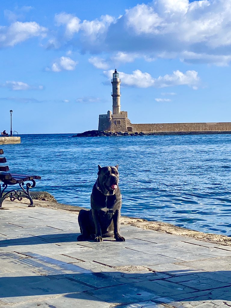 One of the harbor dogs in Chania, Crete. ❤️❤️❤️