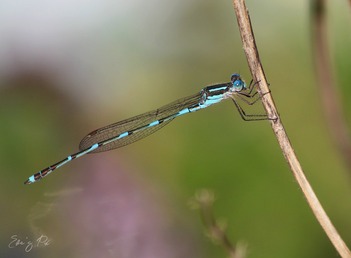 Blue-tailed damselfly #NaturePhotography #dragonfly #insects #InMyGarden