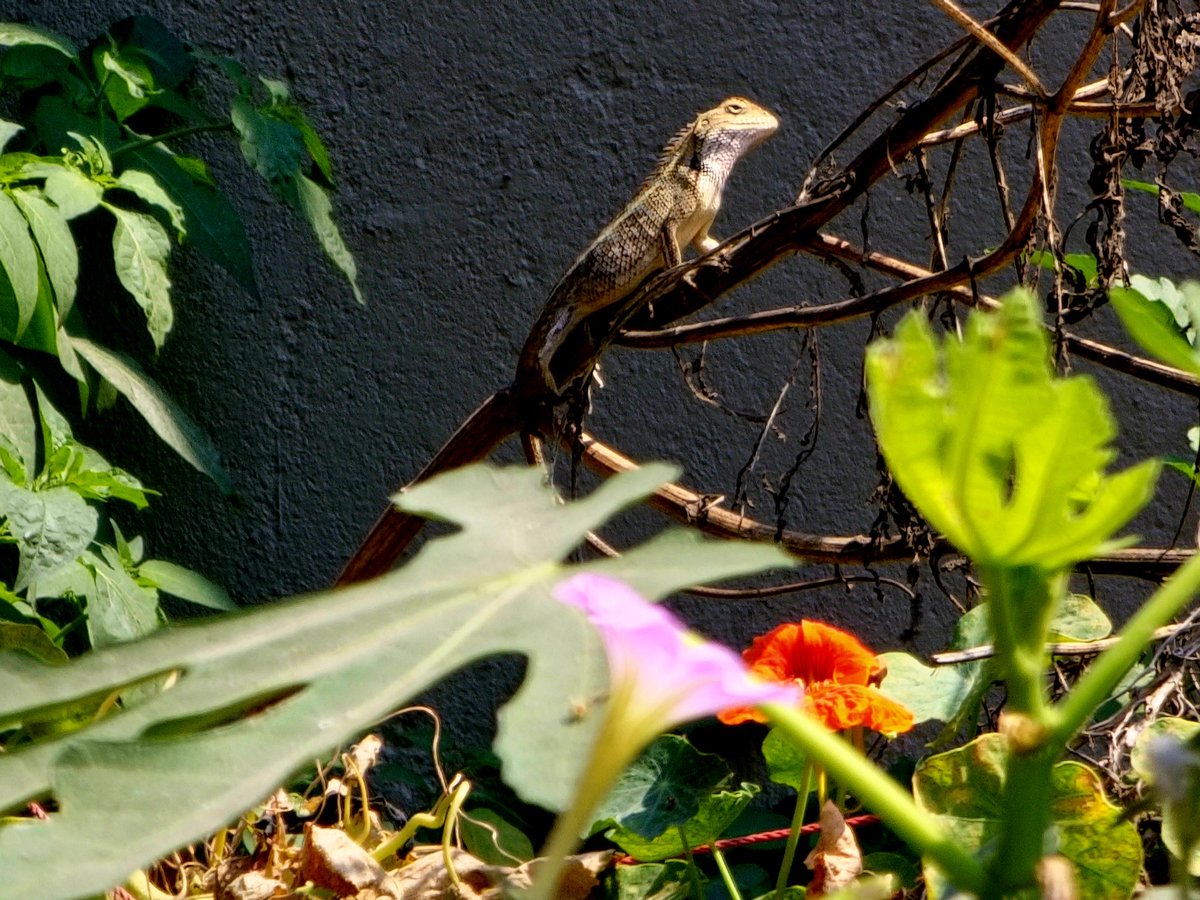 #shotwithS23U #ExpertRaw 10x Optical Telephoto,at 20x Zoom😍🦎 Powered by @Snapdragon 
To capture the moment like this,we need larger sensors 10x optical lens back @SamsungMobile for better results 
@Apple @Xiaomi @oneplus @madebygoogle @oppo
#withGalaxy #ShotOnSnapdragon #Nature