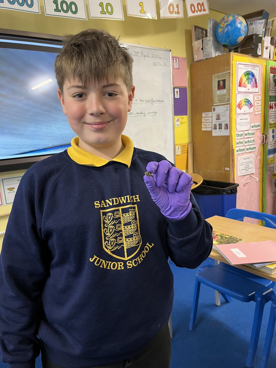 Eagle A were engrossed in dissecting owl pellets. From one or two volunteers initially, to just about the whole class engaged in this and somewhat reluctant to stop. Some future pathologists, biologists and palaeontologists?