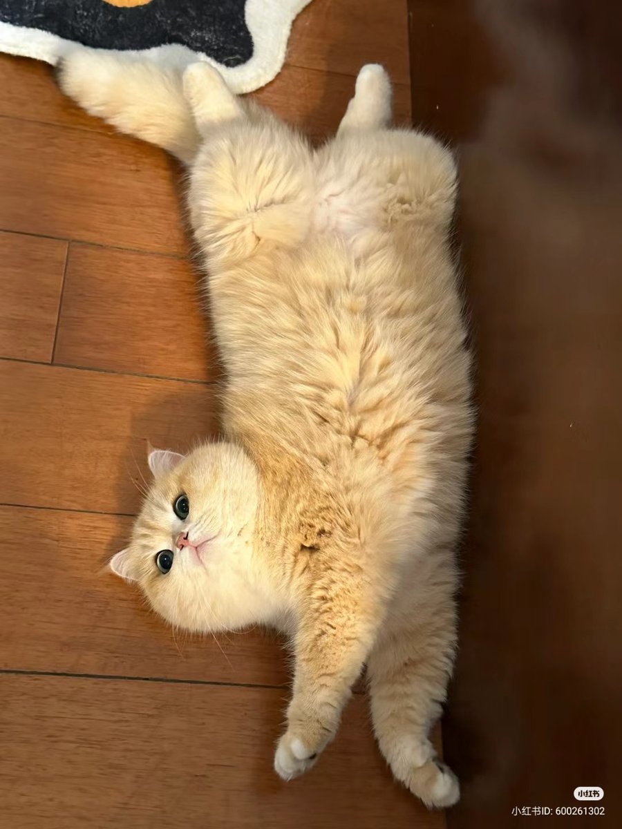 nocontextscats's tweet photo. Door mat https://t.co/r1kETGT9DQ