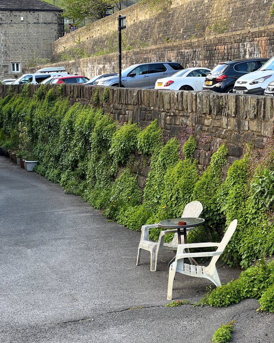 This is my favourite garden in a long time. That wall is going to look incredible any day now. Best showcase for all the plants in Wild about Weeds’ wall chapter.