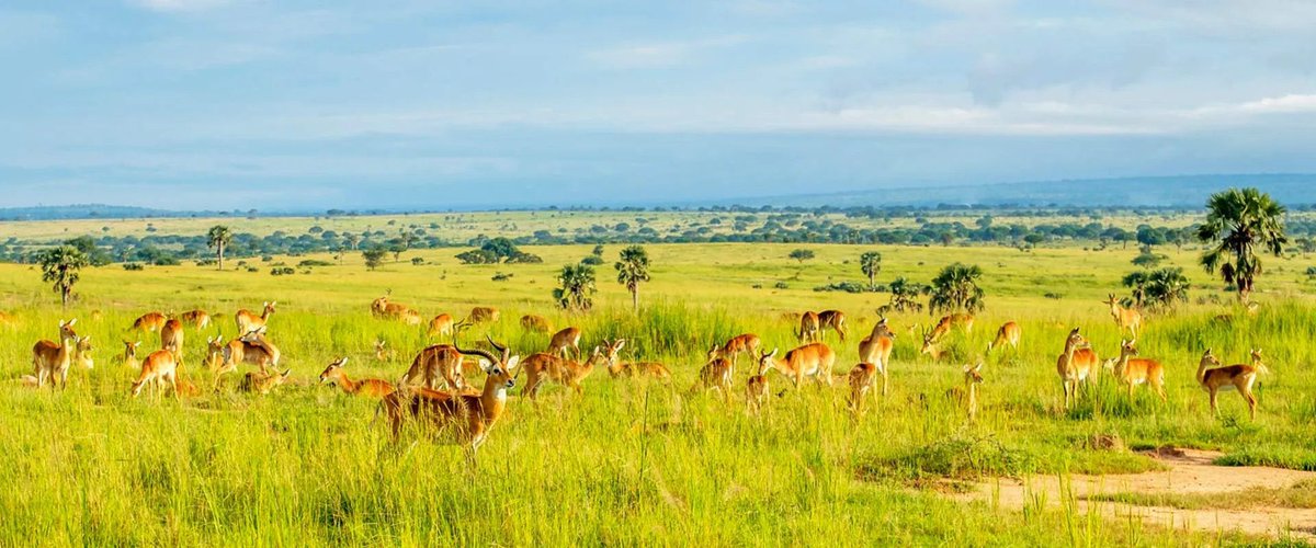 Experience the breathtaking beauty of Uganda's national parks, where lush rainforests meet the iconic African savannah. #VisitUganda #ExploreUganda