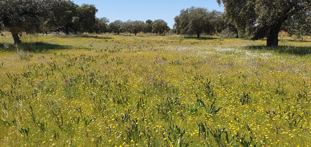 BGC Field Experiments tweet media