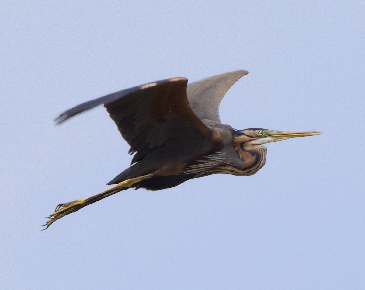 Hay arte para interpretar en una galería y arte para interpretar en la naturaleza. ¡Miren la Ardea purpurea en vuelo! Disfrutando fauna en estado silvestre (no tras rejas) entiendo menos el concepto tradicional de zoológico. Para mi, zoológico tradicional = cárcel. #abtbirds