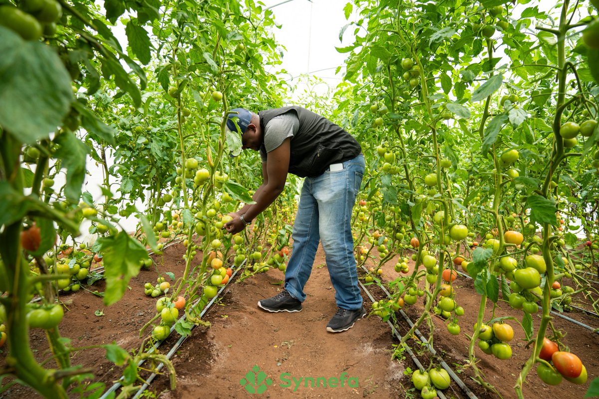 Today, on #farmfriday, let's explore how technology is changing agriculture for the younger generation. 

Here are seven key ways technology is empowering youth in agriculture.

1️⃣Education Access:-
Online platforms connect young farmers with mentors and training resources.