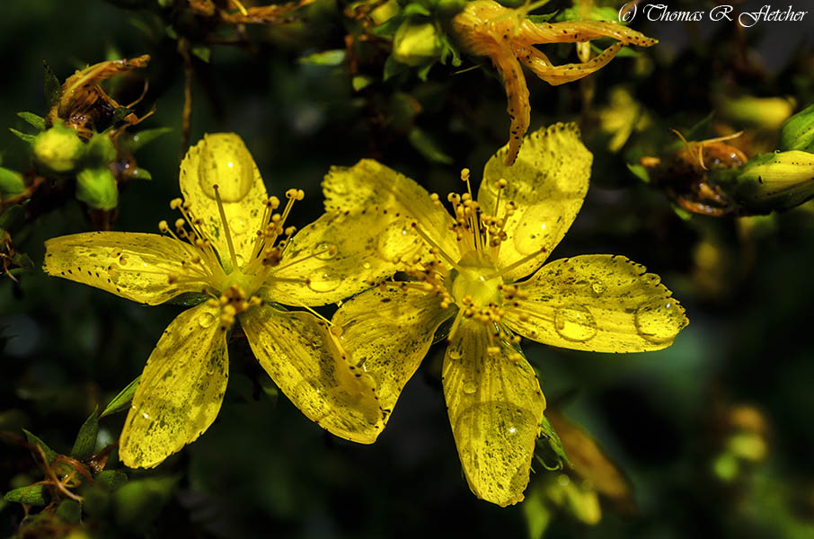 Spotted St John's Wort
#AlmostHeaven #WestVirginia #Highlands #ThePhotoHour