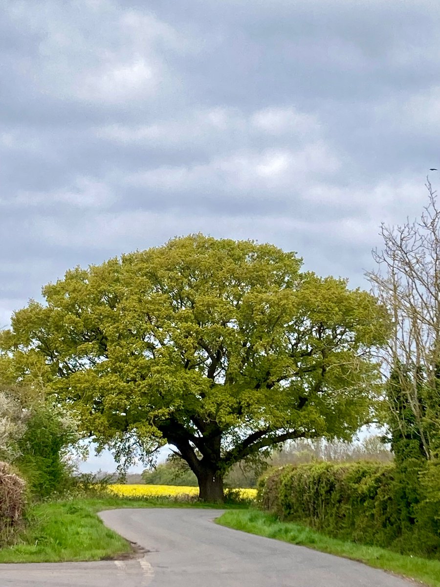 The Hemington oak 😍