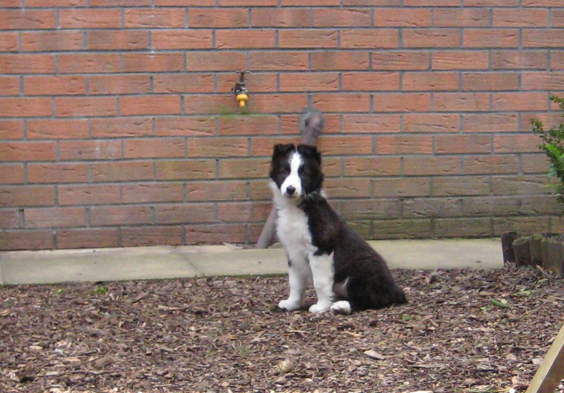 On this day eight years ago this little cutie came into to my life. #collie Cass by my side ever since & my bestie. 🐕 @BCTGB @HartCollie @jacquihill18