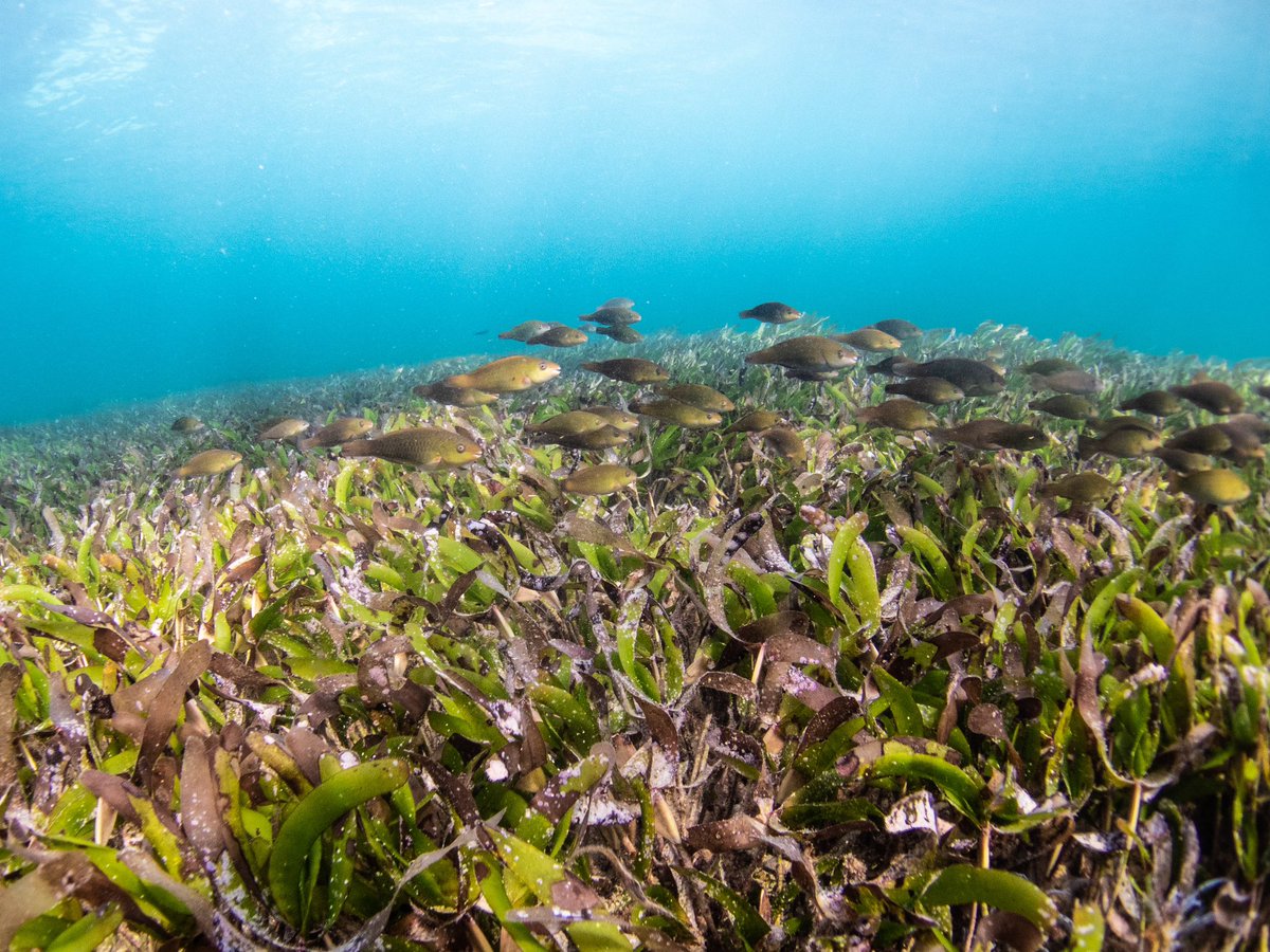 #Parrotfish rely on #seagrass meadows as important nurseries for their young, providing crucial habitat for #growth and nourishment. In these #meadows, Parrotfish would be deprived of a #vital #environment. 🌿🐠 The link to the article can be found here - buff.ly/3QcDrrH