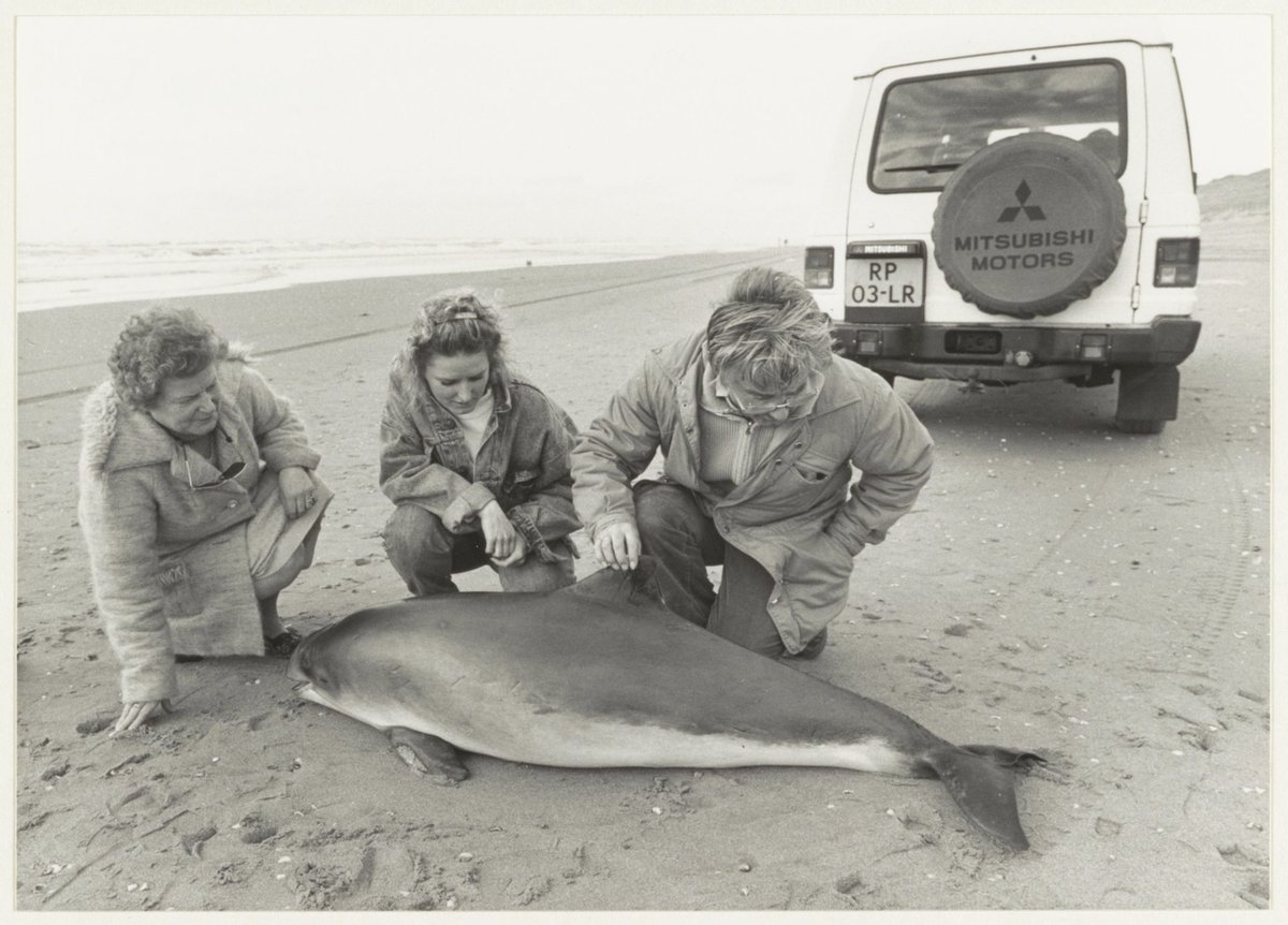 April 25: The Harbor Porpoise (Phocoena phocoena), as its name implies, prefers living in shallow coastline seas rather than the open ocean. The word porpoise comes from the French pourpois, meaning sea pig. Little did people back then know that cetaceans are indeed ungulates!