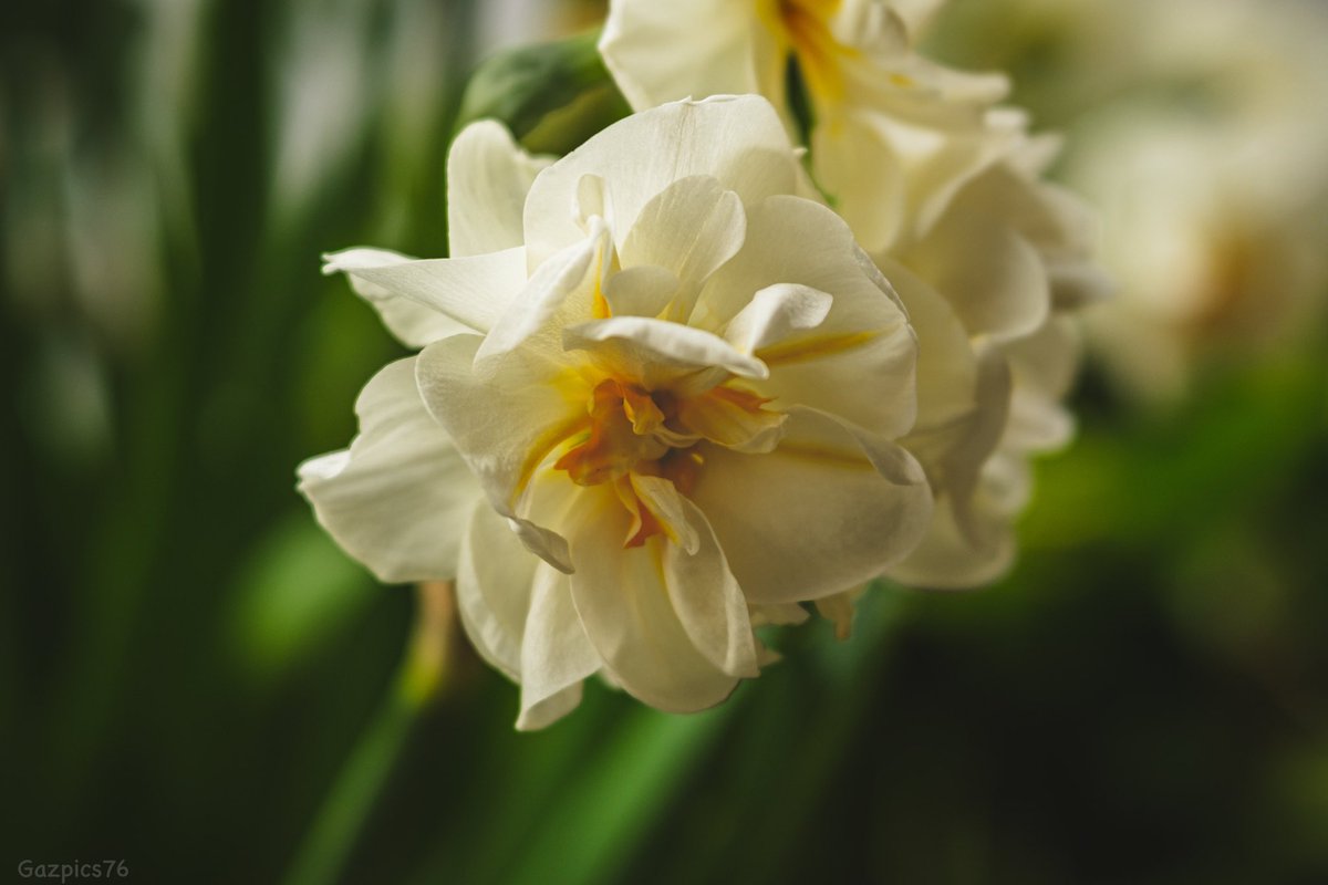 Good morning 👋❤️🍀 . Happy Friday everyone xxx A couple of shots for #FlowersOnFriday . Blossom and an unusual daffodil 🌼 #gardens #photography #flowers #nature #lensbaby56 #fujifilmxt4 @FujifilmX_US